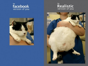 facebook-cat2