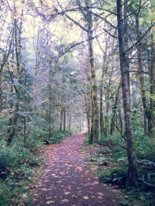 The beginning of the trail